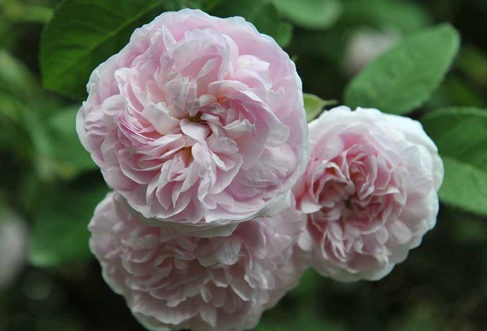 Bleikt í minningu Bryndísar