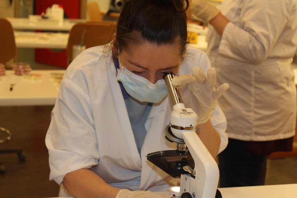 Huliðsheimar bakteríanna skoðaðir í smásjá.