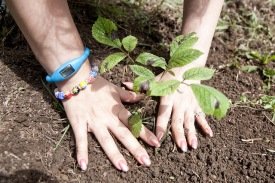 Útskriftarnemendur athugið - plantað við skólann