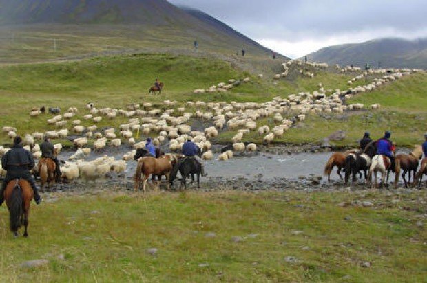 Fé verður smalað á öllu Norðurlandi í vikunni.