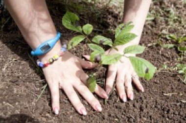 tskriftarnemendur athugi - planta vi sklann