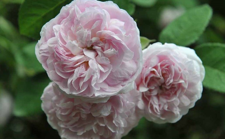 Bleikt í minningu Bryndísar