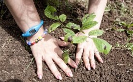 Útskriftarnemendur athugið - plantað við skólann