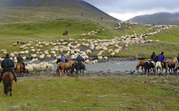 Fé verður smalað á öllu Norðurlandi í vikunni.